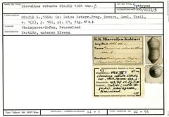 Karteikarte zum Syntyp von Clavulina robusta β Stache, 1864